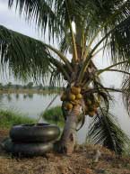 floatation rings for netting the fish