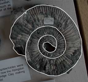 Ammonite - Genus: cardioceras